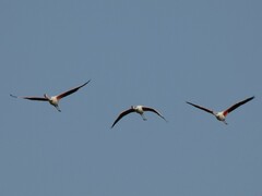 Phoenicopterus roseus