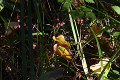 Maianthemum bifolium