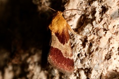 Schinia varix