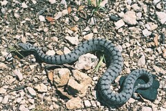 Vipera aspis aspis