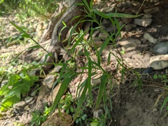 Muhlenbergia frondosa
