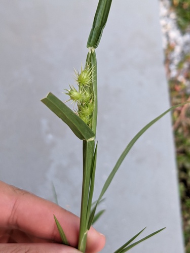 Mat sandbur (Cenchrus longispinus)