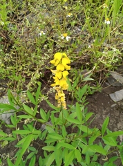 Crotalaria trichotoma