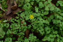 Ranunculus ternatus