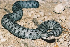 Vipera aspis aspis
