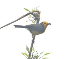 Myioborus ornatus