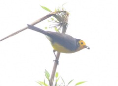 Myioborus ornatus