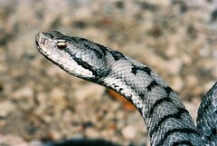 Vipera aspis aspis