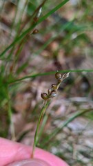 Carex alba