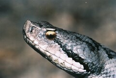 Vipera aspis aspis