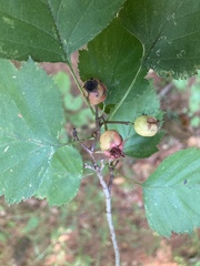 Crataegus crus-galli