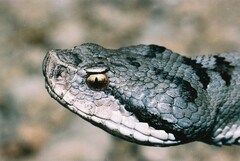 Vipera aspis aspis