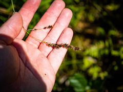 Carex prairea