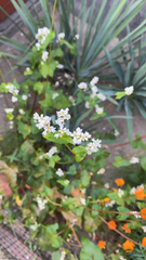 Fagopyrum esculentum