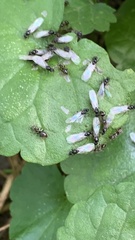 Lasius