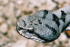 Vipera aspis aspis