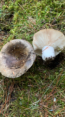 Russula