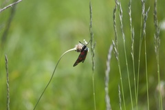 Zygaena