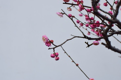 Prunus mume