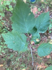 Crataegus crus-galli