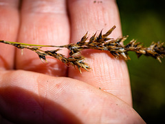 Carex prairea