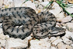 Vipera aspis aspis
