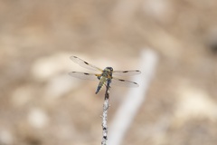 Libellula quadrimaculata