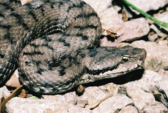 Vipera aspis aspis