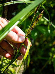 Carex lacustris