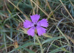 Dianthus seguieri