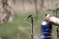 Libellula depressa