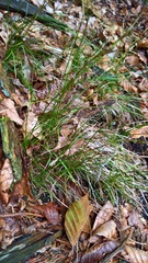 Carex alba
