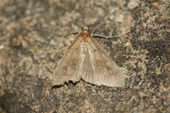 Mecyna asinalis