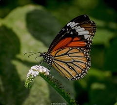 Danaus genutia