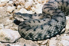 Vipera aspis aspis