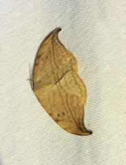 Drepana arcuata