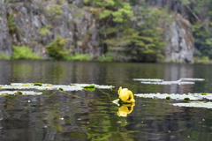Nuphar