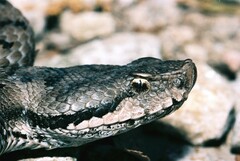 Vipera aspis aspis