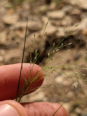 Eragrostis frankii