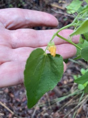 Abutilon fruticosum