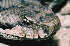 Vipera aspis aspis