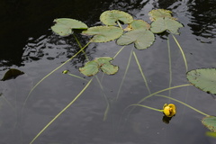Nuphar