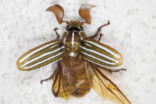 Ten-lined June Beetle