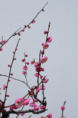 Prunus mume