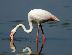 Phoenicopterus roseus