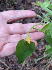 Abutilon fruticosum