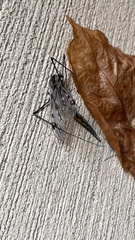 Tipula abdominalis