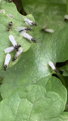 Lasius