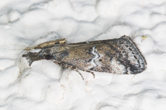 Alpheias transferens