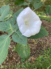 Datura innoxia
